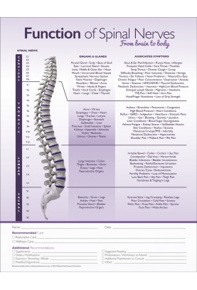 Function of Spinal Nerves Chiropractic ROF Handout
