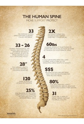 The Human Spine Poster - Natural
