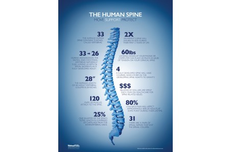 The Human Spine Facts Poster