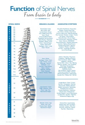 Function of Spinal Nerves Poster - Blue