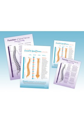 Adult and Child Spinal Nerve Package
