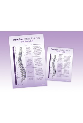 Adult Spinal Nerve Package