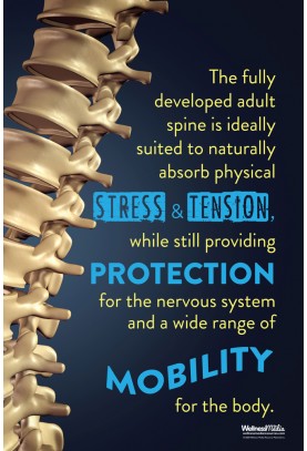 The Fully Developed Adult Spine Poster