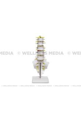 Lumbar Spine Anatomical Model