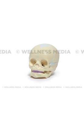 Infant Skull Anatomical Model