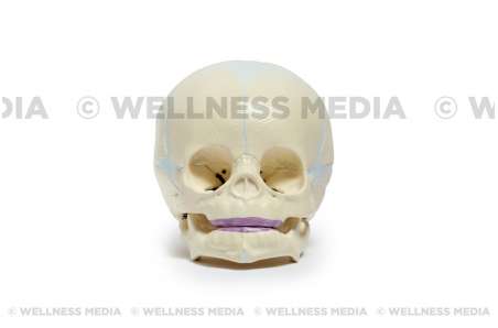 Infant Skull Pediatric Anatomy Model