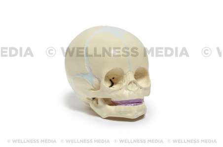 Infant Skull Pediatric Anatomy Model