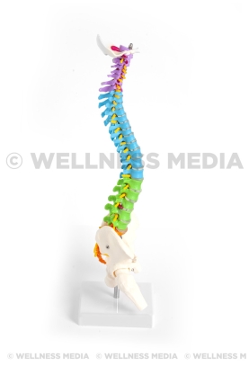 Flexible Multi-Colored...