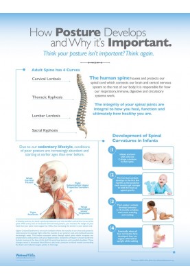 How Posture Develops and Why It's Important Poster